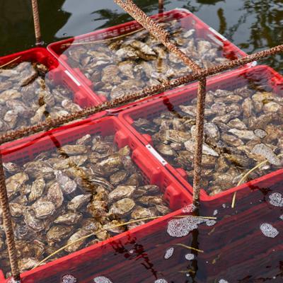 MBAQ 301 Sustainable Aquaculture Techniques 1 - Growing Shellfish and ...